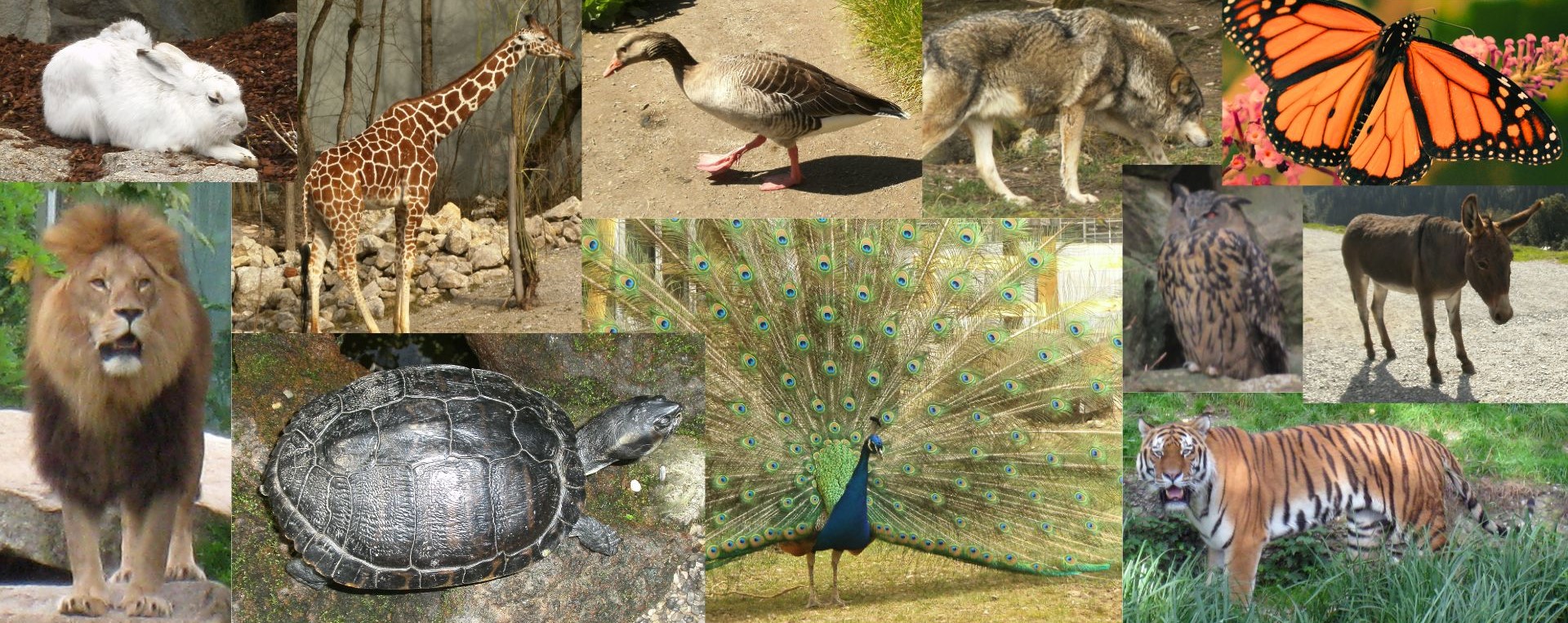 Bild mit verschiedenen Krafttieren