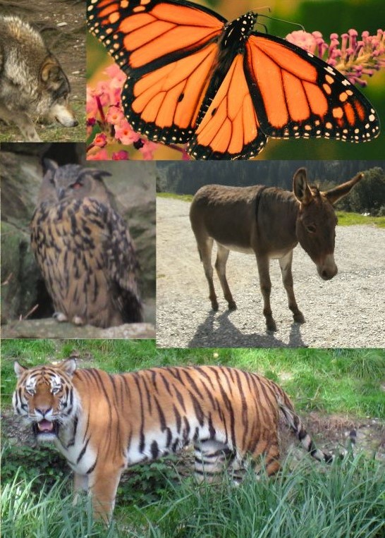 Bild mit verschiedenen Krafttieren